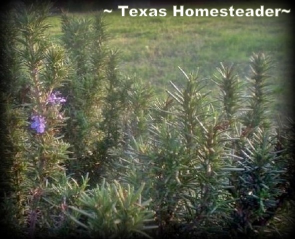 Evergreen rosemary with purple bloom. #TexasHomesteader