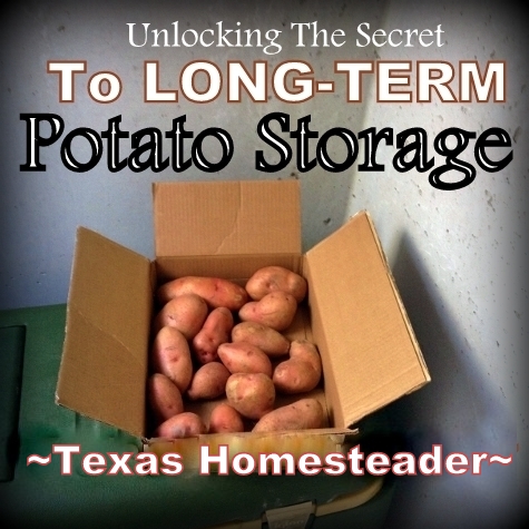 Storing Potatoes Long-Term: I've heard that you can store potatoes for months on end if you do it right. I need some potato-storage advice! #TexasHomesteader