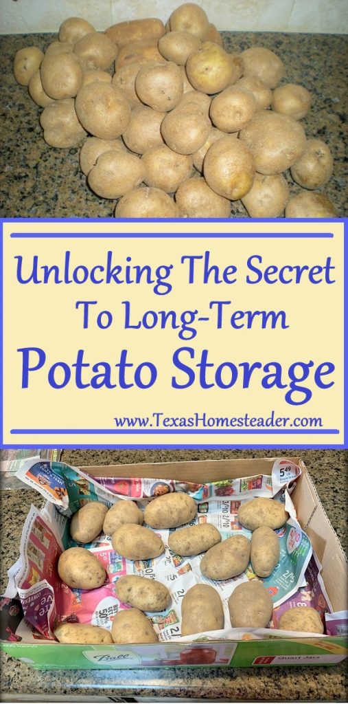 Potato Storage Options Texas Homesteader   Long Term Potato Storage Collage TexasHomesteader 507x1024 