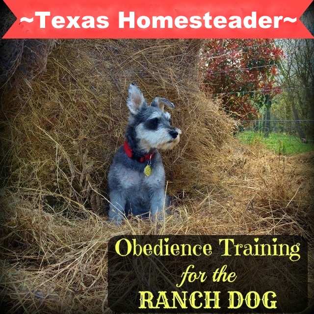 Obedience training for our ranch dog has gone very well with persistence, positive reinforcement and yes... a training collar. #TexasHomesteader