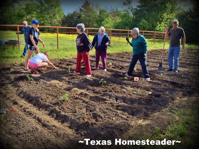 Several people can get together and plant a garden. #TexasHomesteader