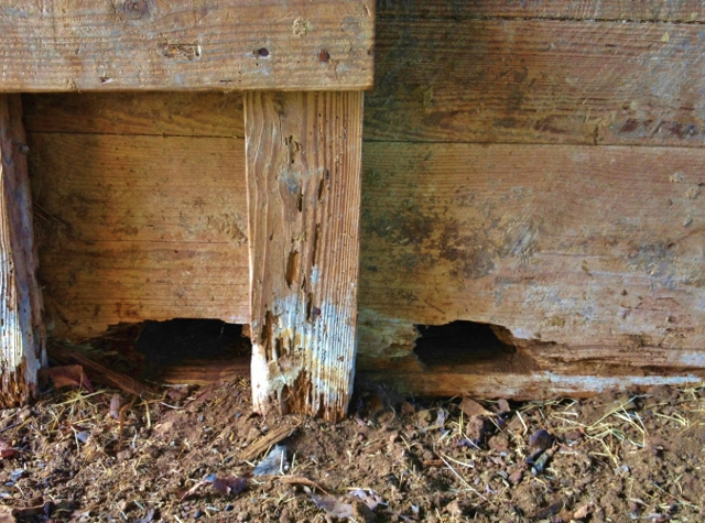 Storing Potatoes Long-Term: I've heard that you can store potatoes for months on end if you do it right. I need some potato-storage advice! #TexasHomesteader