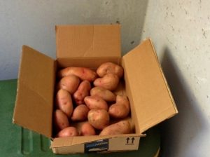 Long-Term Potato Storage. Today I'm sharing with you the TOP 10 Homesteading Posts of the Year! Curious to see the most popular posts? #TexasHomesteader