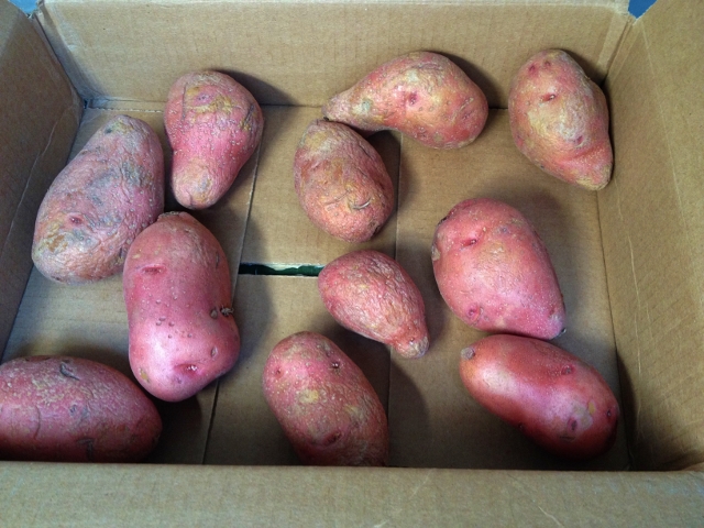 Potatoes in a cardboard box. #TexasHomesteader