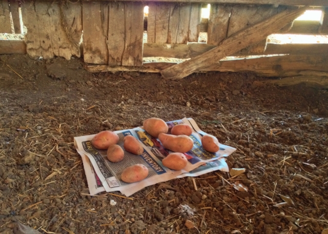 Storing Potatoes Long-Term: I've heard that you can store potatoes for months on end if you do it right. I need some potato-storage advice! #TexasHomesteader