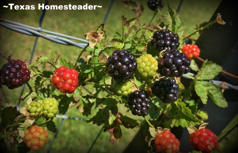 Ripe dewberries or blackberries are foraged and made into cobbler. #TexasHomesteader