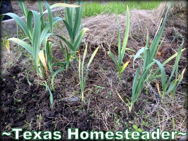 Garlic is ready to harvest when it yellows at the bottom. #TexasHomesteader