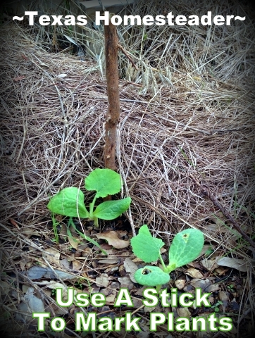 I use a stick to mark where I planted a seed and where to direct water later in the season. #TexasHomesteader