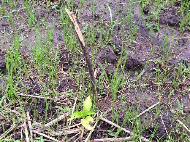 Grass grows up around newly-emerging seedling, but stick has marked the spot so I don't accidentally damage it weeding. #TexasHomesteader