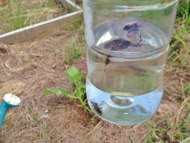 GARDEN PEST CONTROL: Looking for a low-impact way to control the dreaded squash bugs in your veggie garden without resorting to chemicals? #TexasHomesteader