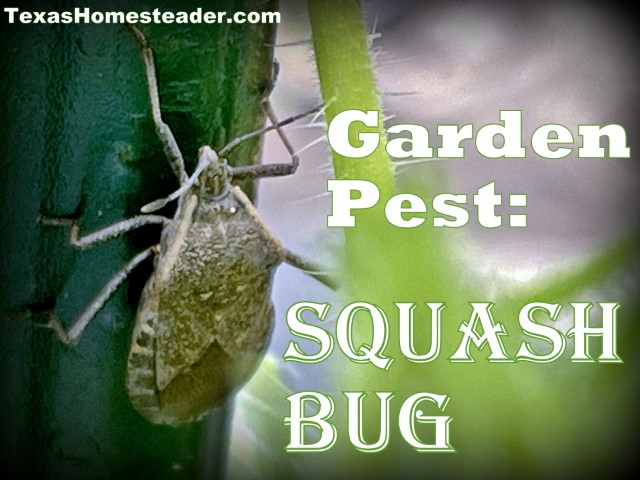 The squash bug is a garden pest that's difficult to control. #TexasHomesteader