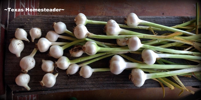 Clean harvested garlic and allow it to cure in an open but shaded area for several weeks. #TexasHomesteader