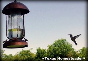 Hummingbird food. Come see 5 Frugal Things we did this week to save some cold, hard cash. It's easy to save money throughout the week if you keep your eyes open. #TexasHomesteader