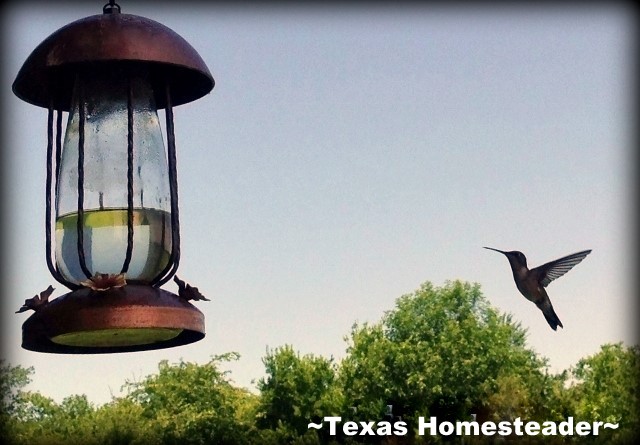 Wordless Wednesday: Tiny Acrobats! We love seeing these tiny acrobats so we keep homemade nectar in their feeder #TexasHomesteader