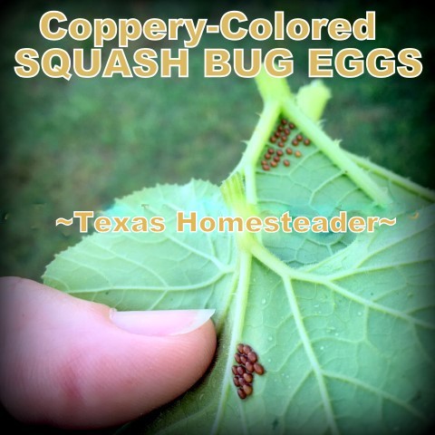 Squash Bug Eggs on leaves. Come with me for a stroll through my veggie garden. Yes it's been a challenge but I'm determined to harvest at least a small amount this year #TexasHomesteader