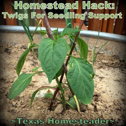 Twigs to prop tender seedlings. Keep the cost of vegetable gardening low by thinking outside the box. Come see the various items we use to fill needs in the garden. #TexasHomesteader