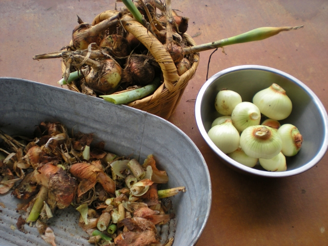 Preserving The Harvest: Dehydrating ONIONS. Don't distress over that glut of onion harvest, preserve it for cooking! See what I did. #TexasHomesteader