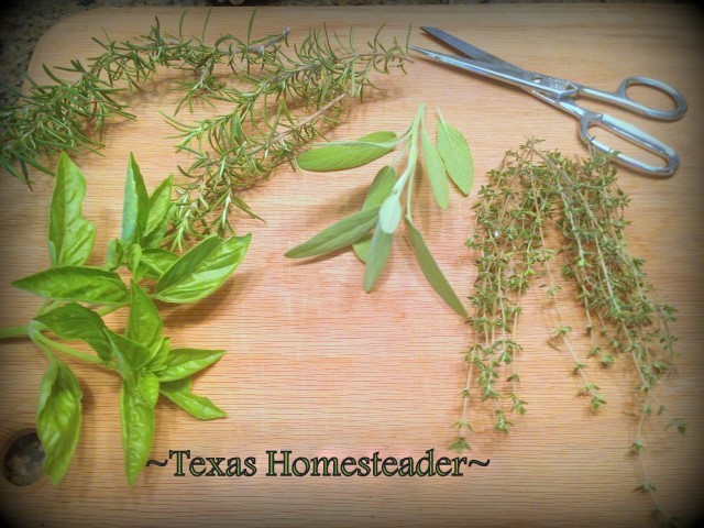 Drying herbs to to eliminate food waste. Can you eat your compost? Come see ways I've saved food previously destined for the compost pile for delicious use in my kitchen. #TexasHomesteader