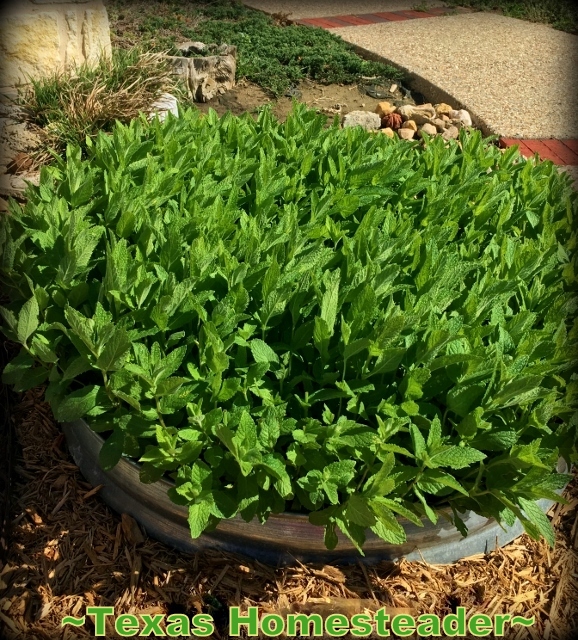 Bright green mint plant in a galvanized metal ring placed in landscaped bed. #TexasHomesteader