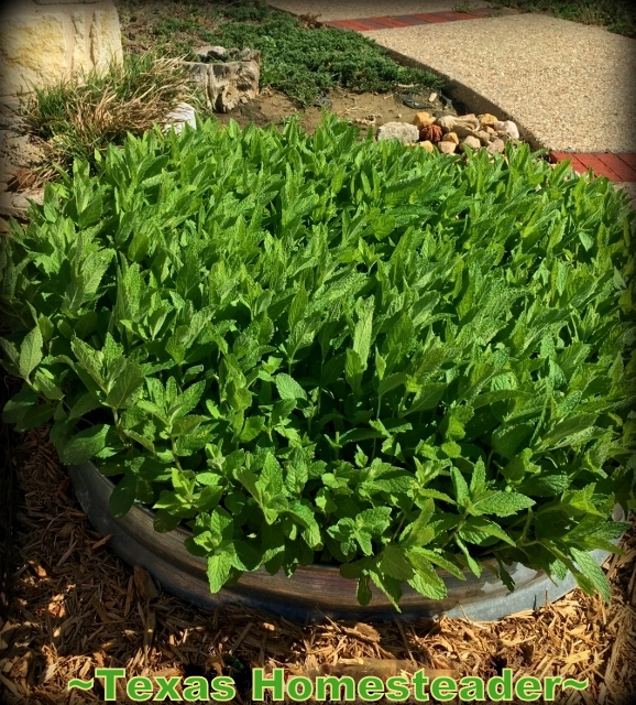 I planted mint in a metal fire rig buried deep to keep it from spreading. #TexasHomesteader