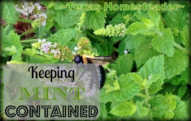 Keeping Mint Plants Contained In Landscaping - Come See How We're Enjoying Fresh Mint Without Worrying About It Going Wild in the beds. #TexasHomesteader