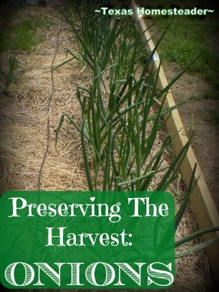 Preserving The Harvest: Dehydrating ONIONS. Don't distress over that glut of onion harvest, preserve it for cooking! See what I did. #TexasHomesteader