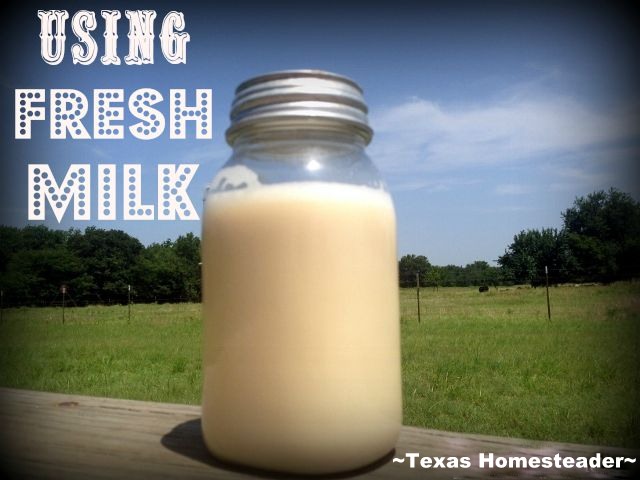 Using FRESH MILK - I'd always wanted to try milking one of our cows to get fresh milk for our family, see what I did with the FRESH MILK! #TexasHomesteader