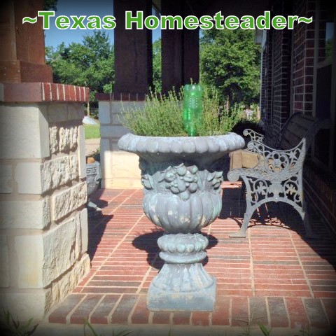 Thyme planted in cement footed planter with repurposed water bottle watering system. #TexasHomesteader