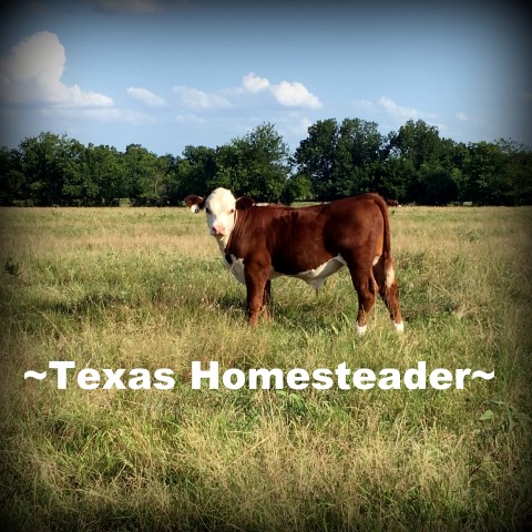 Wordless Wednesday: When our yearling bull was sold, our young granddaughter had a hard time saying goodbye to her favorite 'Little Buddy' #TexasHomesteader