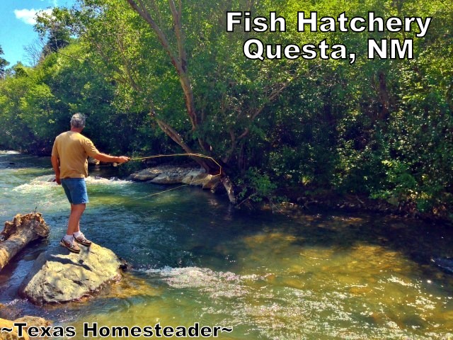 Questa NM Fish Hatchery. Although Red River, NM is probably best known for its ski facilities. But I much prefer to visit in the summer, it's absolutely beautiful! We visited surrounding areas too. Check out the FUN! #TexasHomesteader