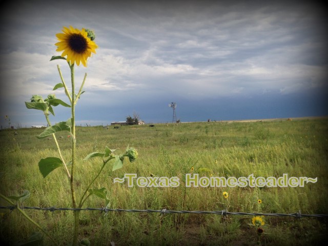 Wordless Wednesday: Natural summer beauty - sunflower, windmill & old barn. #TexasHomesteader