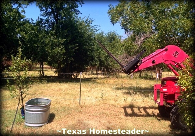 After I planted my small tree our area once again slipped into a drought. See what we did to easily keep my tree watered during the drought. #TexasHomesteader