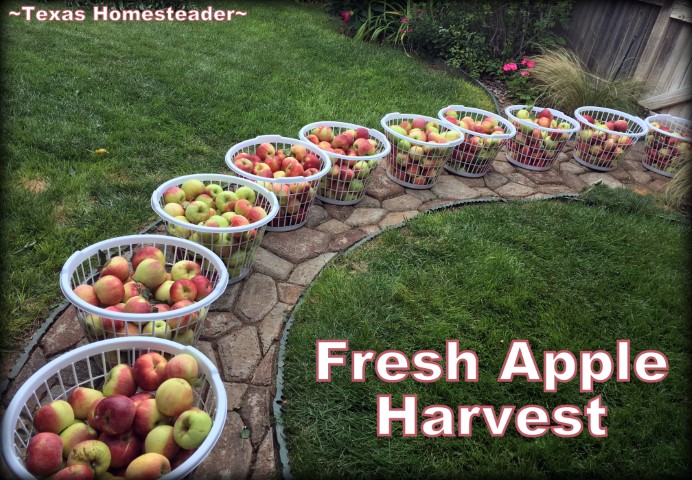 My aunt sends me home with bushes of home-grown apples every year. #TexasHomesteader