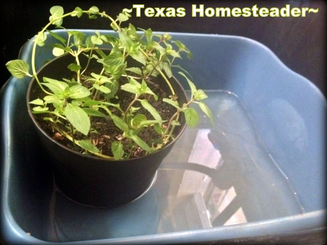 A tub of water soaks through the bottom of the pot to keep plant watered. #TexasHomesteader