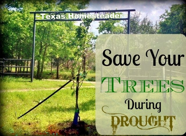 After I planted my small tree our area once again slipped into a drought. See what we did to easily keep my tree watered during the drought. #TexasHomesteader