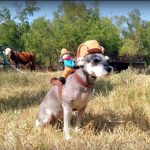 Bailey our mini-schnauzer dog dressed up as a cowboy. #TexasHomesteader