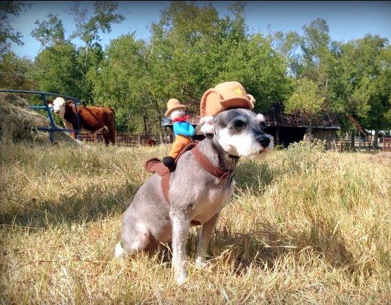 Bailey our mini-schnauzer dog dressed up as a cowboy. #TexasHomesteader