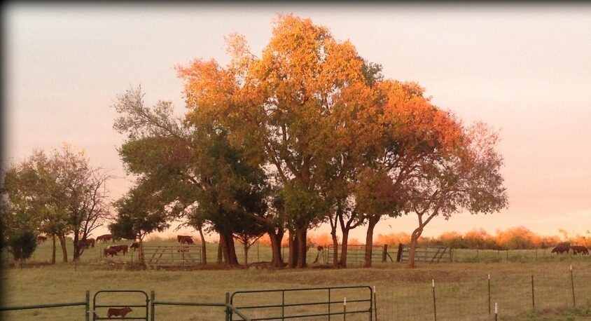 Water the garden early in the day to save water. #TexasHomesteader