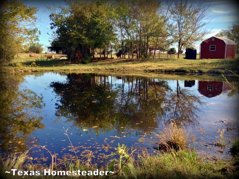 FLOATING LEAVES - As we were doing a little fishing I loved the sight of fluttering leaves landing on the water's surface #TexasHomesteader