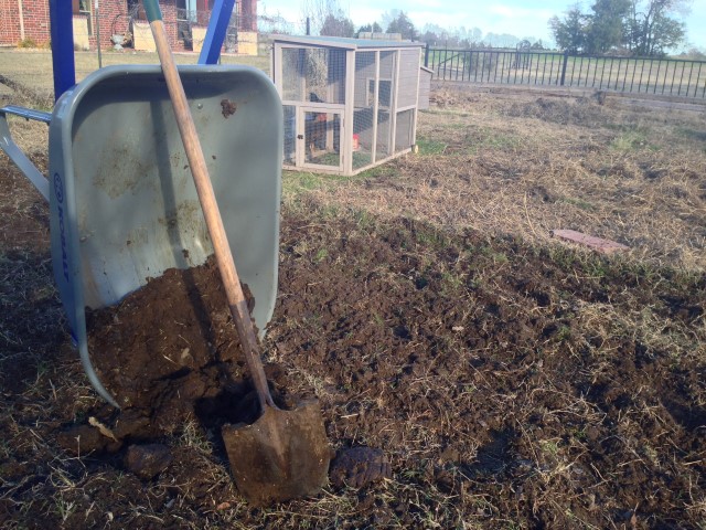 Tilling in manure. Even though it's now winter I'm taking steps now to assure a productive garden next spring, come see the important end-of-season garden tasks #TexasHomesteader