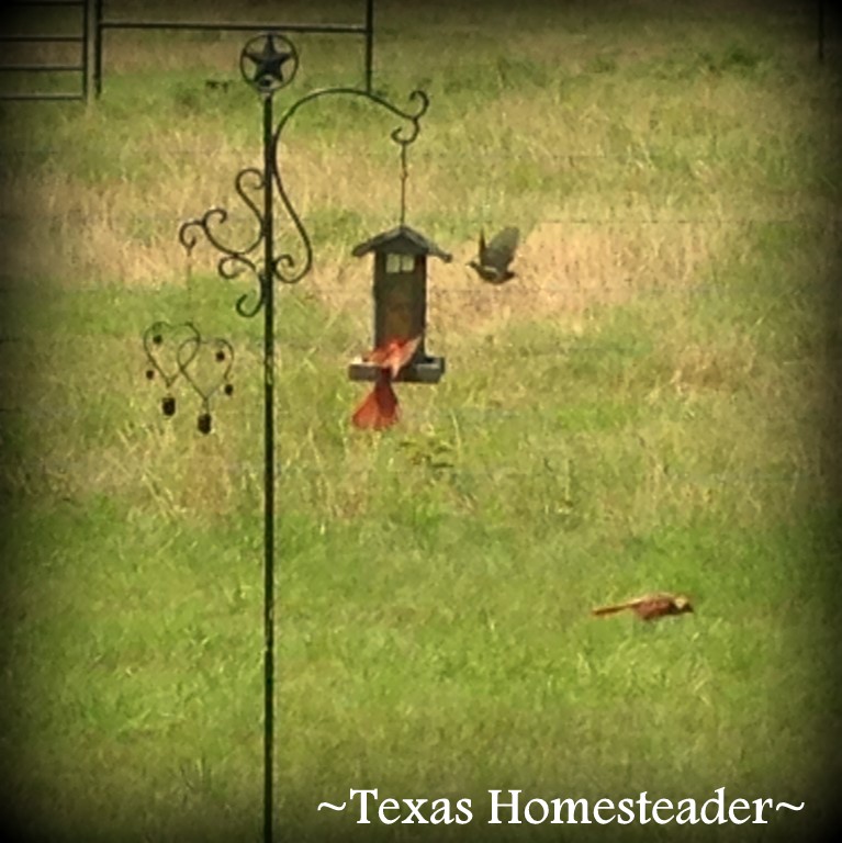 HOMESTEAD HACK: CHEAPER BIRD SEED! There IS an easier (and oh-so-much CHEAPER) way to fill the feeder! Check out today's Homestead Hack #TexasHomesteader