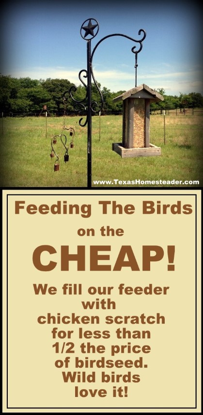 We fill our wild bird feeder with chicken scratch for less than HALF the price of wild bird seed. The birds love it! #TexasHomesteader