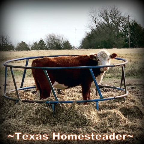 At last the hay delivery to see our herd through the rest of the winter has been received. RancherMan stacks it into our hay storage area. #TexasHomesteader