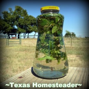 Infusing Rainwater With Fresh Mint. COLD PROCESS LAVENDER / ROSEMARY SOAP. Making homemade soap is easy and fun, and makes great gifts! See my recipe complete with photos. #TexasHomesteader