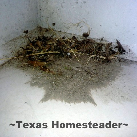 Cleaning the storm shelter. TORNADO SEASON is right around the corner so I'm preparing our storm shelter for those late-night runs to safety. See my preparations. #TexasHomesteader