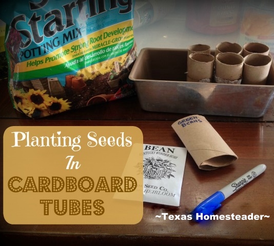 Plant Seeds In Cardboard Tubes and you can drop seedlings - tube & all right in the garden! Cardboard will decompose and enrich the soil #TexasHomesteader