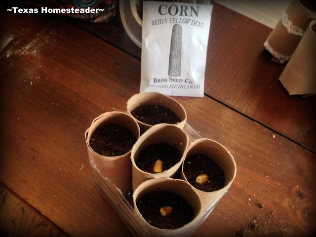 Repurpose cardboard tubes to plant seeds for your veggie garden. #TexasHomesteader
