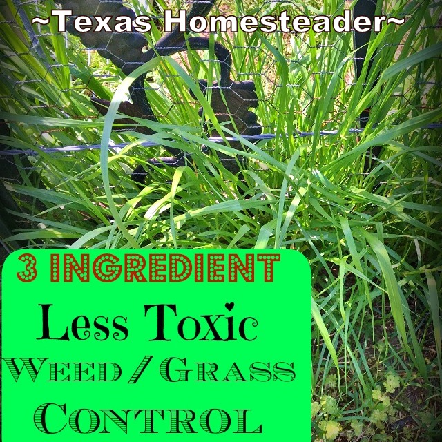 A Non-Toxic weed killer in the garden! I wonder if I can use a less toxic grass & weed control... As it turns out, YES! #TexasHomesteader