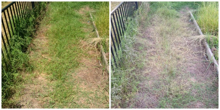 A Non-Toxic weed killer in the garden! I wonder if I can use a less toxic grass & weed control... As it turns out, YES! #TexasHomesteader