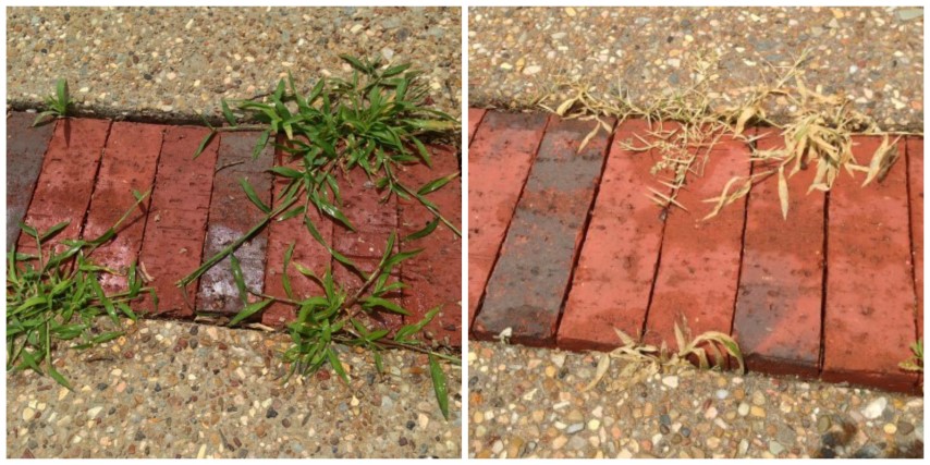 Image of Close-up of weed leaf that has turned brown after being sprayed with epsom salt weed killer